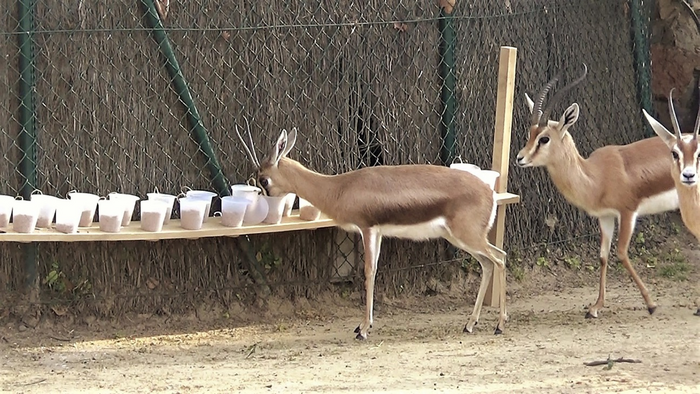 Are the least social animals the most innovative?