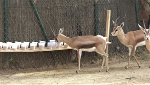 Are the least social animals the most innovative?