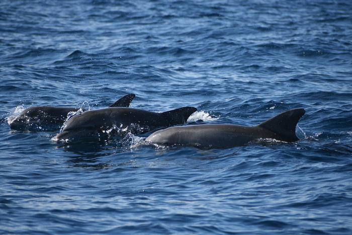 Three wild dolphins surface in Sarasota Bay