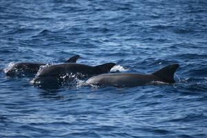 Three wild dolphins surface in Sarasota Bay
