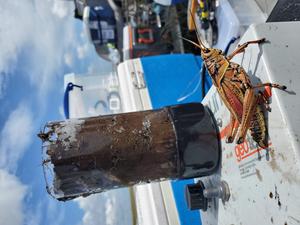 Sediment core and grasshopper