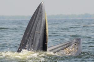 Tread-water feeding of Bryde’s whales in the Gulf of Thailand