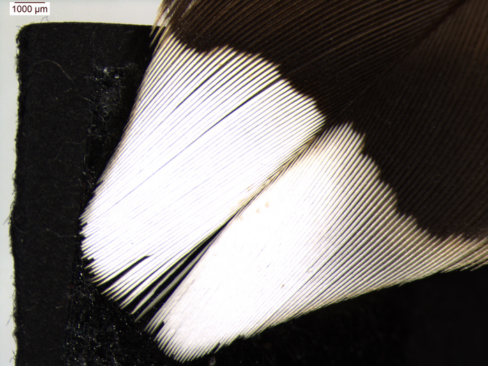 Tail feather