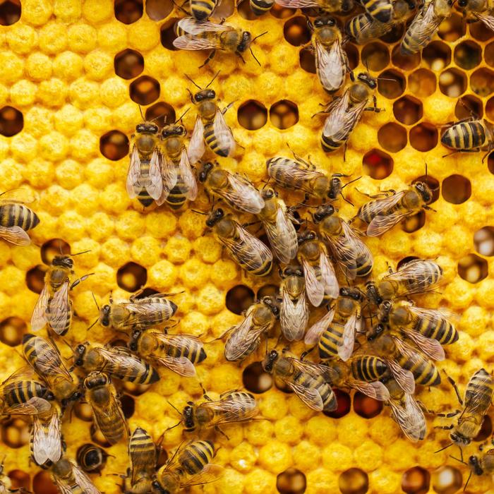 Inferring plant-bee-microbe associations: Foragers, hive workers, and honey tell complementary stories