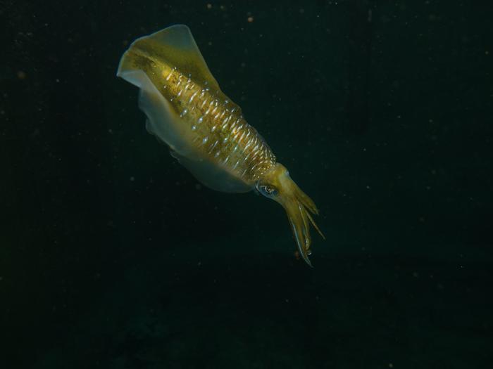 Bigfin reef squid in the research tank.