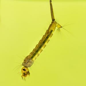 Reeds can promote the proliferation of mosquitoes in rivers, canals and ponds