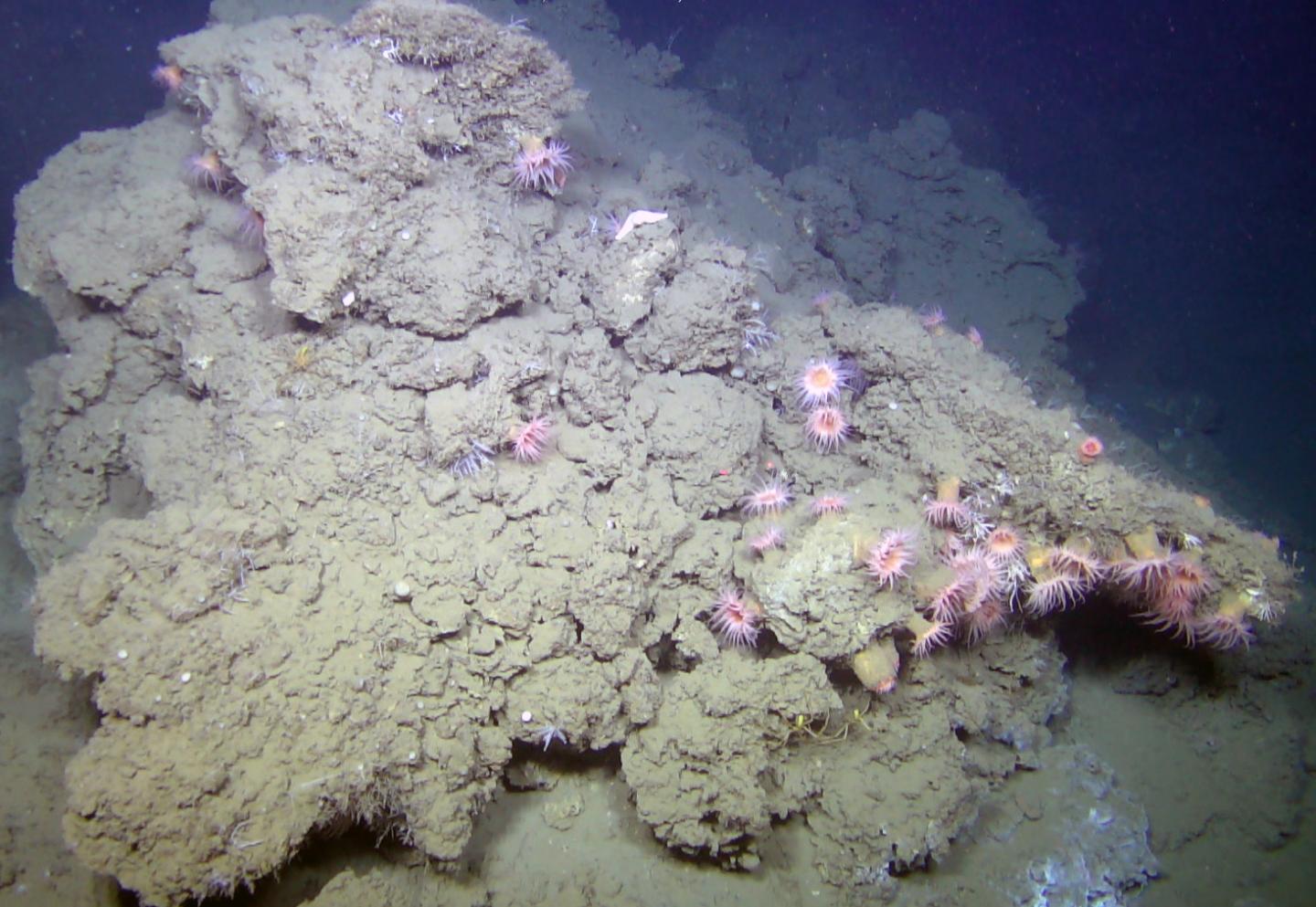 Carbonate Crust