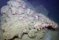 Carbonate Crust