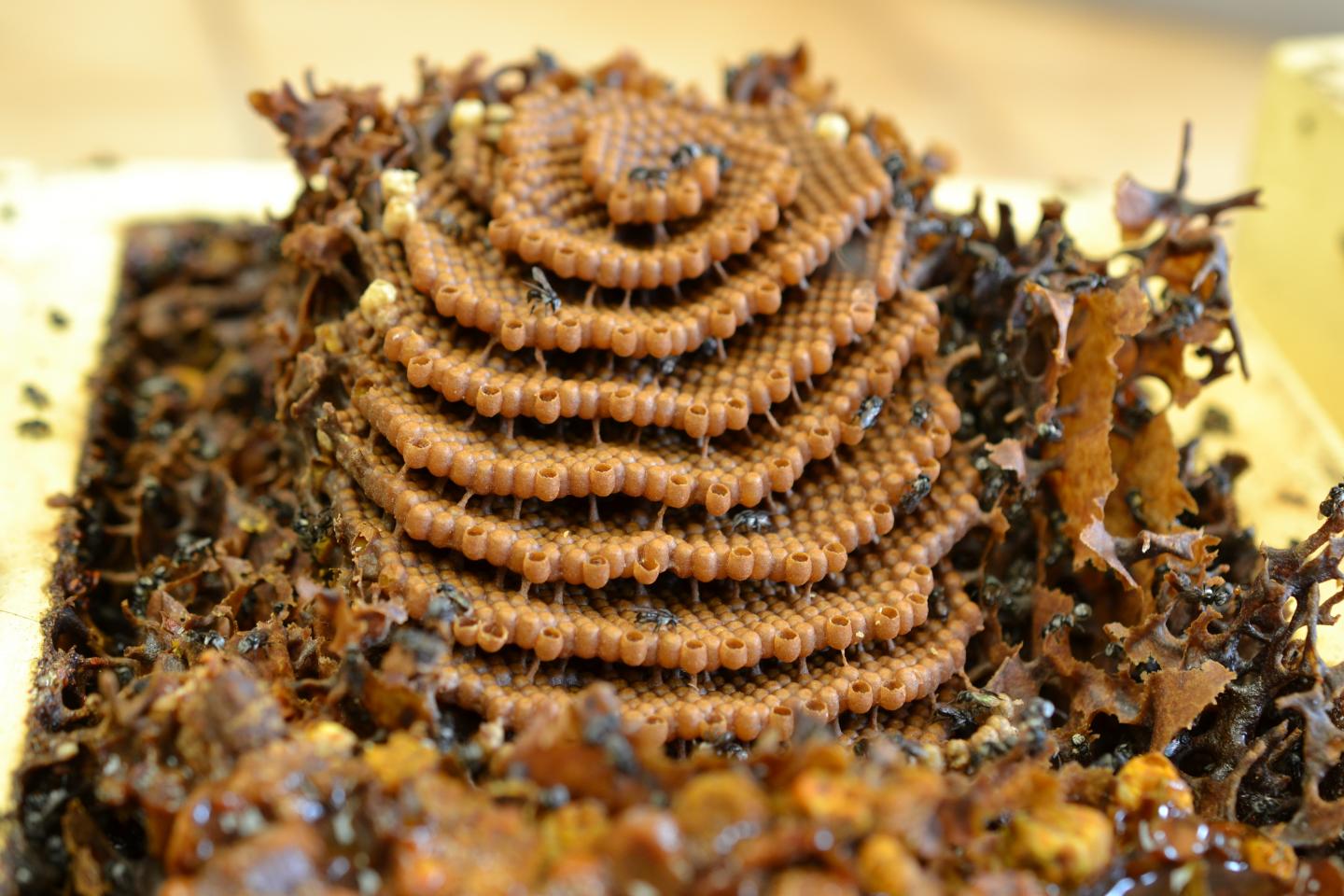 Bees