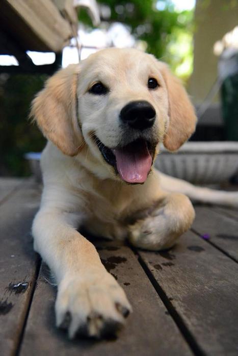Golden retriever puppy