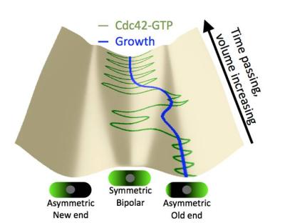 An Illustration of Cell Growth