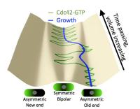 An Illustration of Cell Growth