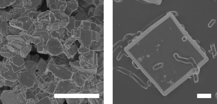 Imaging Shows How Inorganic-Microbe Hybrids Use Light to Turn Carbon Dioxide into Bioplastic