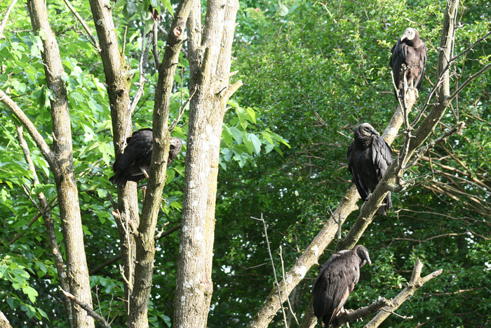 Black vulture