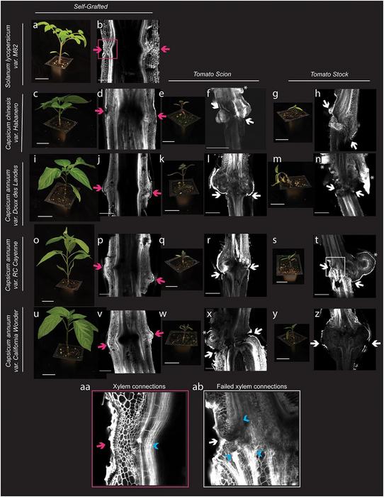 Heterografted pepper fails to form vascular connections and shows a significant decrease in size 30 DAG.