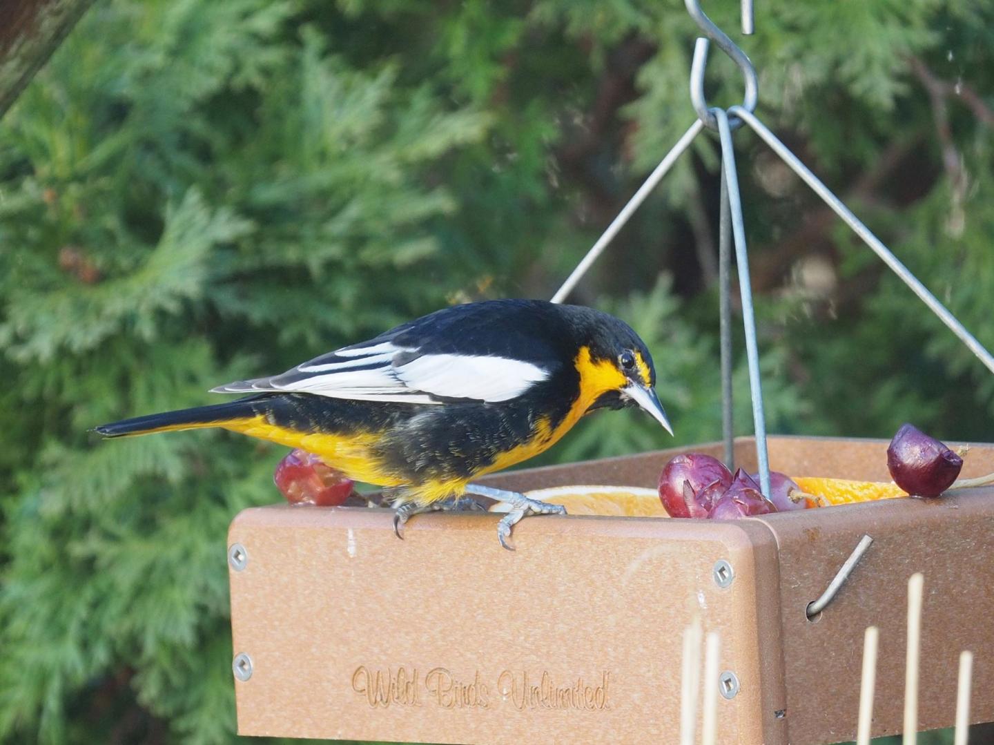 A Black-backed Oriole