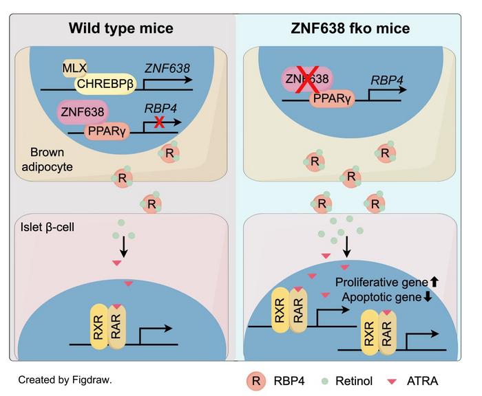 Discovery of brown adipocytes-β-cell crosstalk during type 1 diabetes progression via ZNF638-RBP4-retinol-ATRA axis