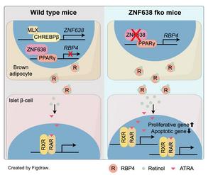 Discovery of brown adipocytes-β-cell crosstalk during type 1 diabetes progression via ZNF638-RBP4-retinol-ATRA axis