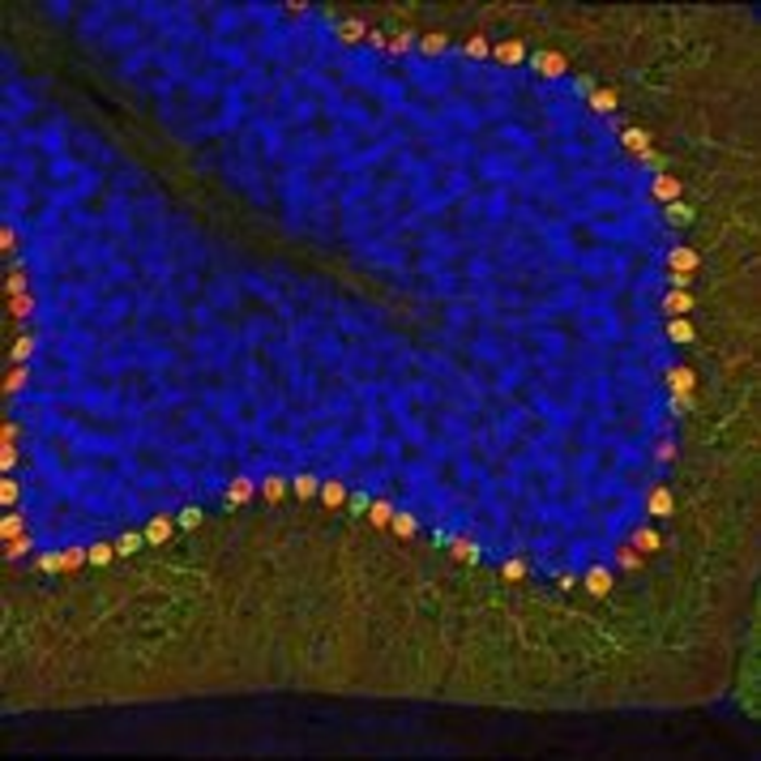 HAR-regulated gene expression in mouse