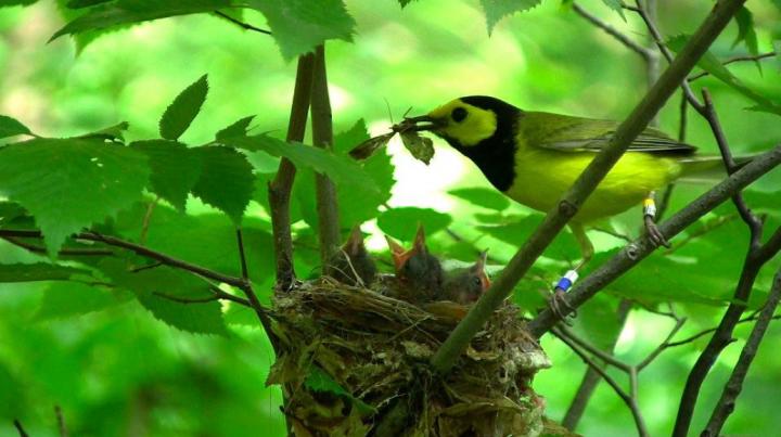 Male Hooded Warbler Feeding Nestlings