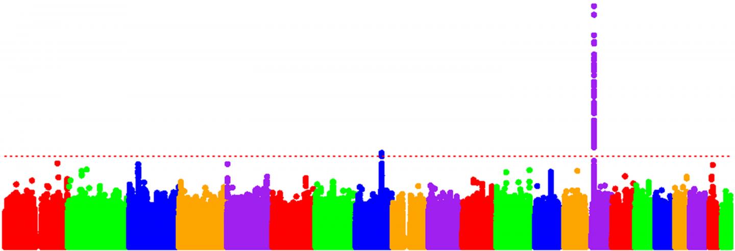 A Skyline View of Huntington's Disease