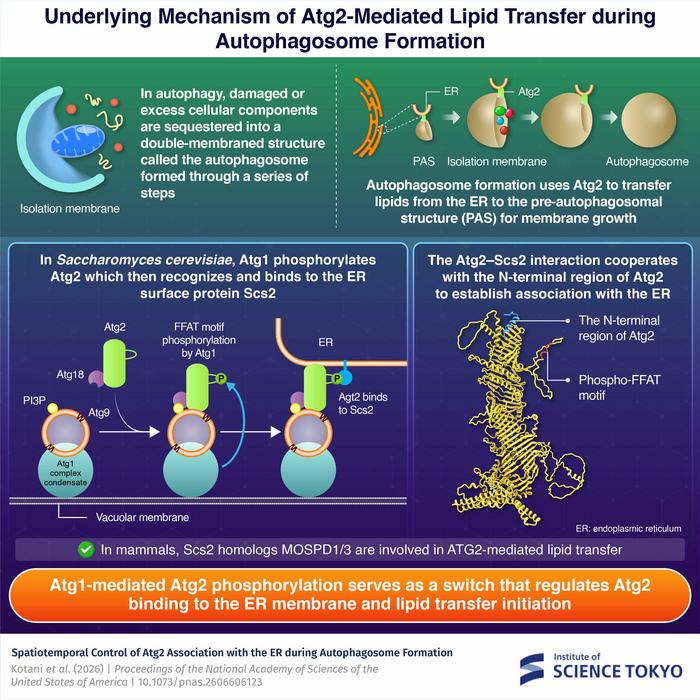 Exploring the mechanism of Atg2-mediated lipid transfer during autophagosome formation