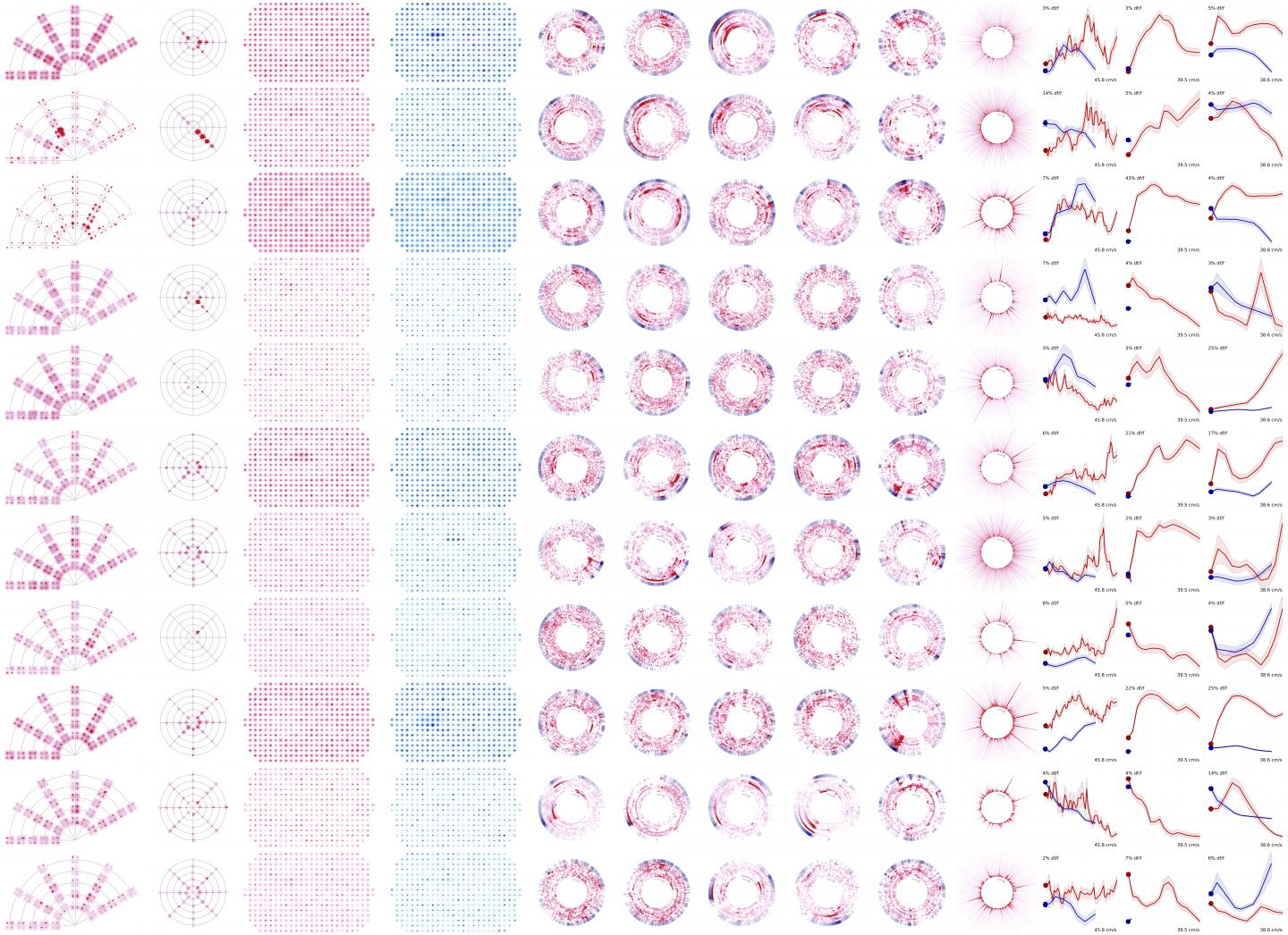 Allen Brain Observatory Cell List