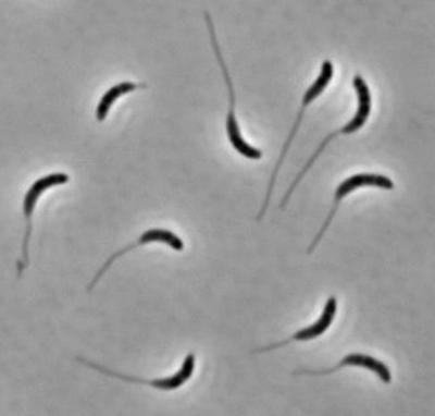 <i>Caulobacter crescentus</i>