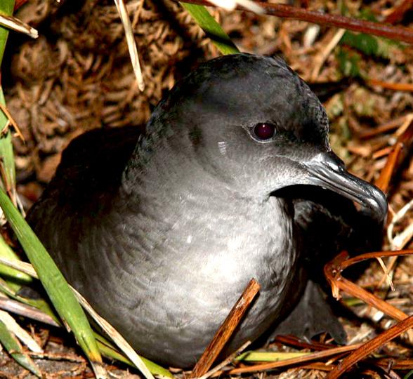 A Short-Tailed Shearwater