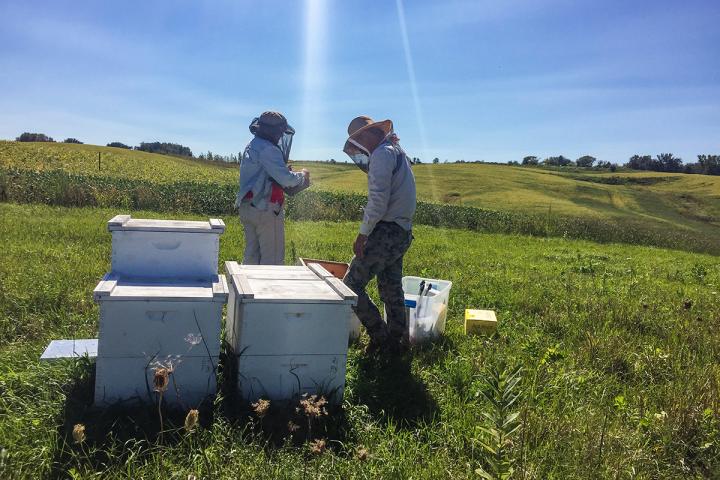 Bees and Soybeans