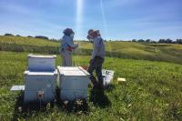 Bees and Soybeans
