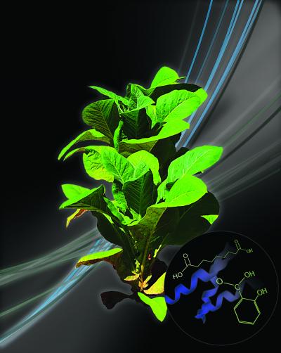 Artist's Rendition of Immune System