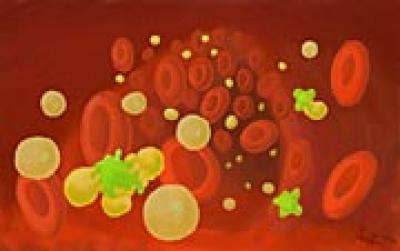 T Cells