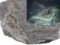 <i>Epidexipteryx</i>