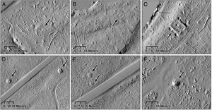 Other cultural features at Sixty Islands site detected through lidar.