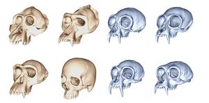 Skull diversity across great apes (orange) and gibbons (blue). Skulls are not to scale.