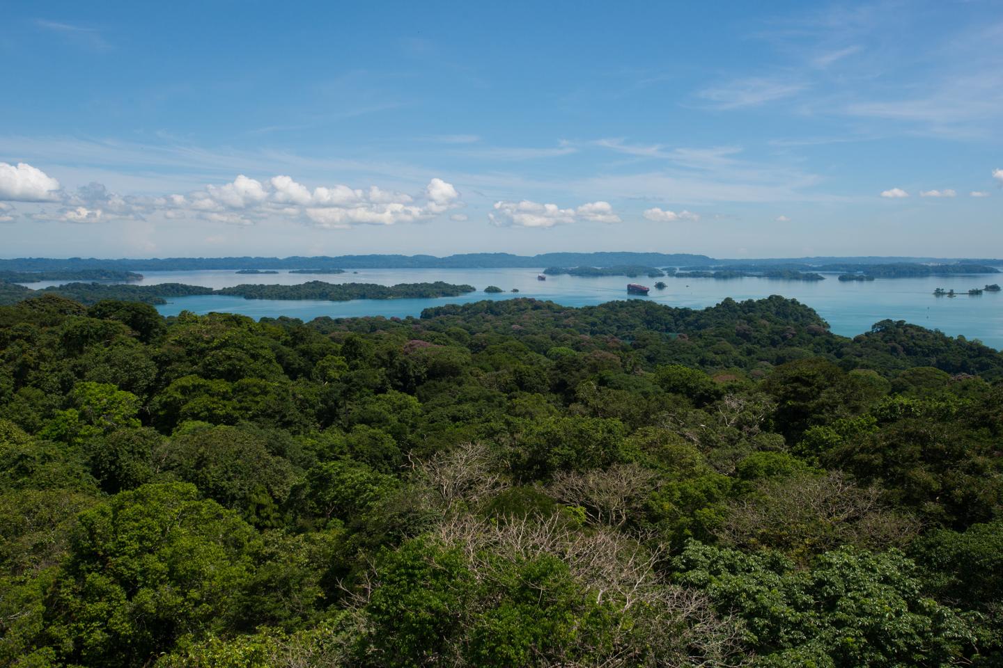 Tropical forests 2