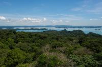 Tropical forests 2