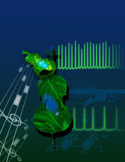 Signal Processing