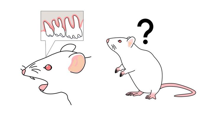 tooth loss and memory decline_mouse study