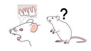 tooth loss and memory decline_mouse study