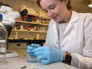 Research scientist Ashleigh Marshall undertaking lab work at the University of Sheffield