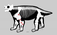 Ancient Anatomy