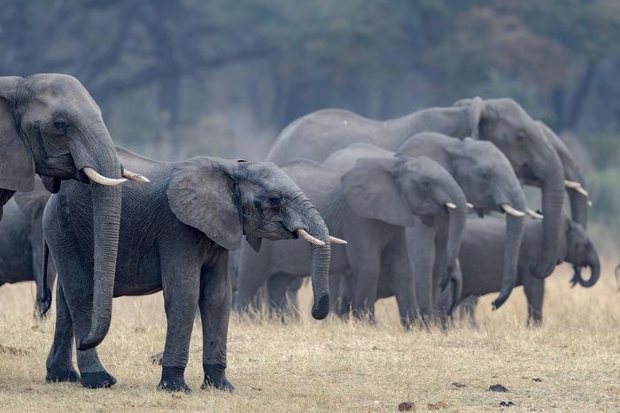 Elephant Connection 11