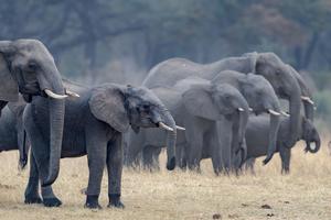Elephant Connection 11