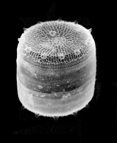 <i>Thalassiosira pseudonana</i>