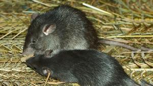 Rats of the species Rattus rattus