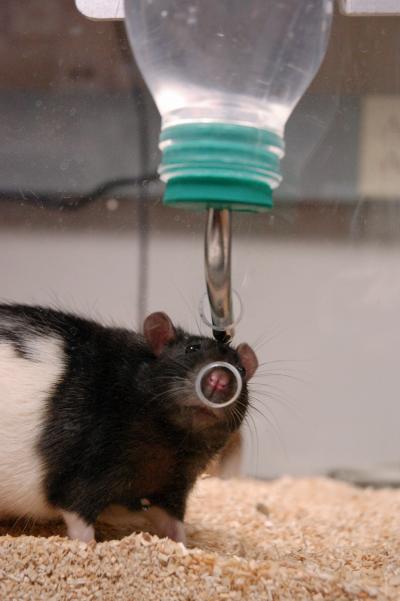 Rat