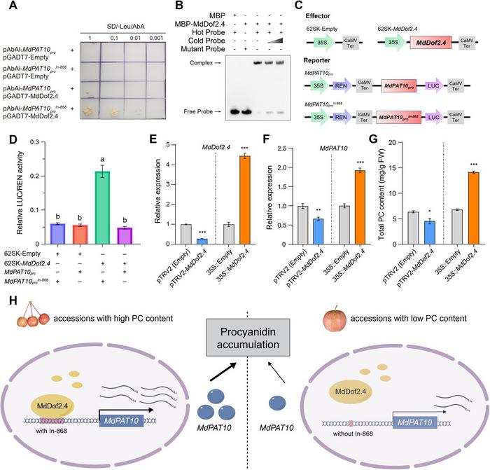 Interaction of MdDof2.4 with MdPAT10proIn-868 Increases the Expression of MdPAT10 and the Accumulation of PC.