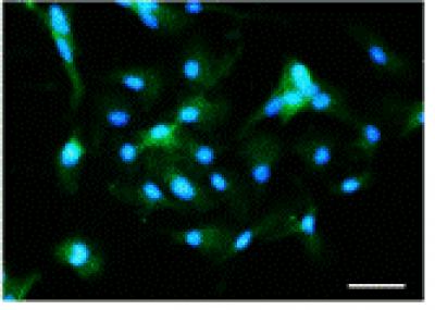 Immunofluorescence